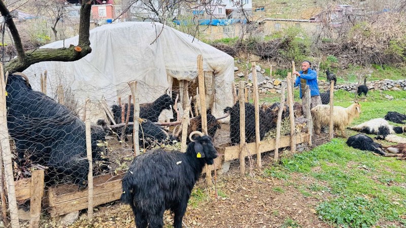 Şırnak’ta ahıra daldılar saniyeler içerisinde 18 keçiyi teker teker telef ettiler - Resim: 4