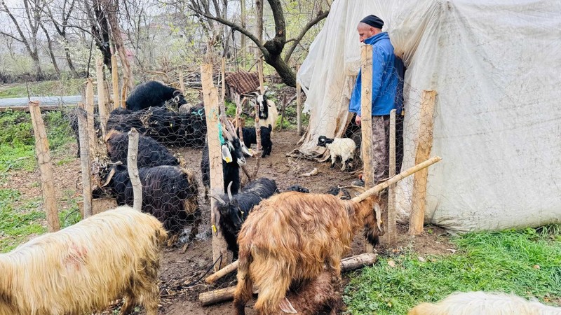 Şırnak’ta ahıra daldılar saniyeler içerisinde 18 keçiyi teker teker telef ettiler - Resim: 5