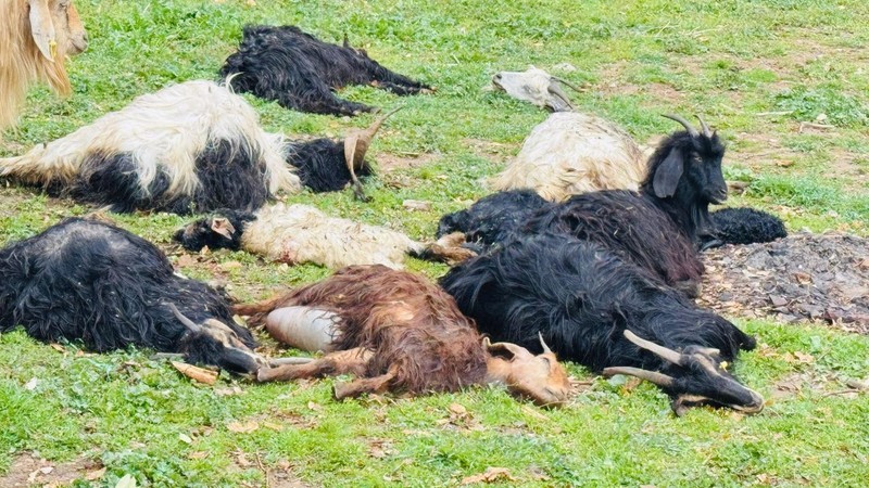 Şırnak’ta ahıra daldılar saniyeler içerisinde 18 keçiyi teker teker telef ettiler - Resim: 6