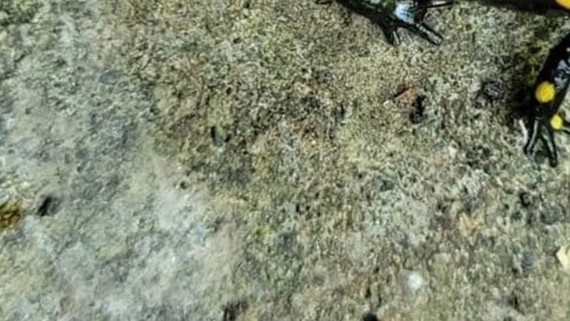 Bayburt’un Demirözü ilçesinde Yakupabdal Tabiat Parkında görüntülendi. Koruma altındaki hayvanlardan biriydi - Resim: 1