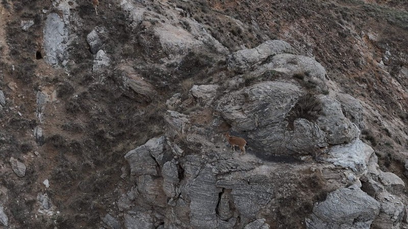 Sivas'ta doğada kente 5 kilometre mesafede 2 tanesi birden ortaya çıktı. Dokunan 700.000'i hazırlamak zorunda - Resim: 3