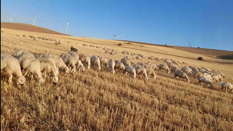 Karaman'da yaşayan koyun ve kuzu sahiplerine resmi duyuru geldi. 8 Nisan 2025'ten itibaren kesin olarak yasaklandı - Resim: 2