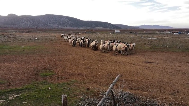 Karaman'da yaşayan koyun ve kuzu sahiplerine resmi duyuru geldi. 8 Nisan 2025'ten itibaren kesin olarak yasaklandı - Resim: 3