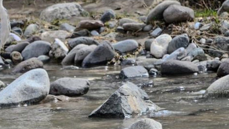 Tunceli'de doğada 2 tanesi ortaya çıktı. İçinden 1 tanesi çok farklıydı! Türkiye'de görülmeyen hayvan Tunceli'de ortaya çıktı - Resim: 1