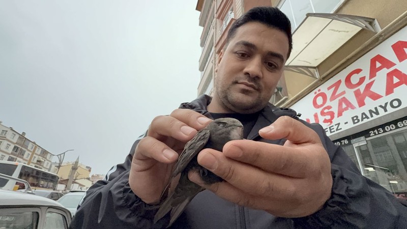 Tokat'ta yerde hareketsiz halde görünce ilk anda yaralı sandı. Eve götürüp beslemeye başladı, sonra doğaya bıraktı - Resim: 5