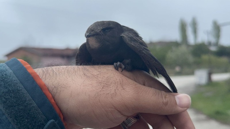 Tokat'ta yerde hareketsiz halde görünce ilk anda yaralı sandı. Eve götürüp beslemeye başladı, sonra doğaya bıraktı - Resim: 4