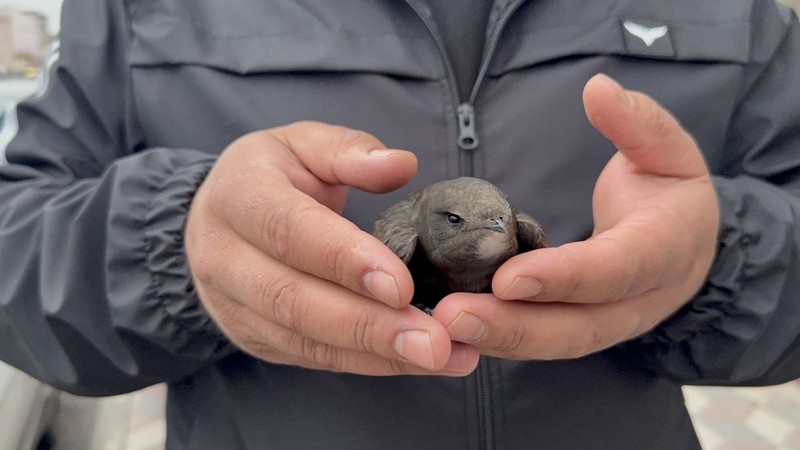 Tokat'ta yerde hareketsiz halde görünce ilk anda yaralı sandı. Eve götürüp beslemeye başladı, sonra doğaya bıraktı - Resim: 2