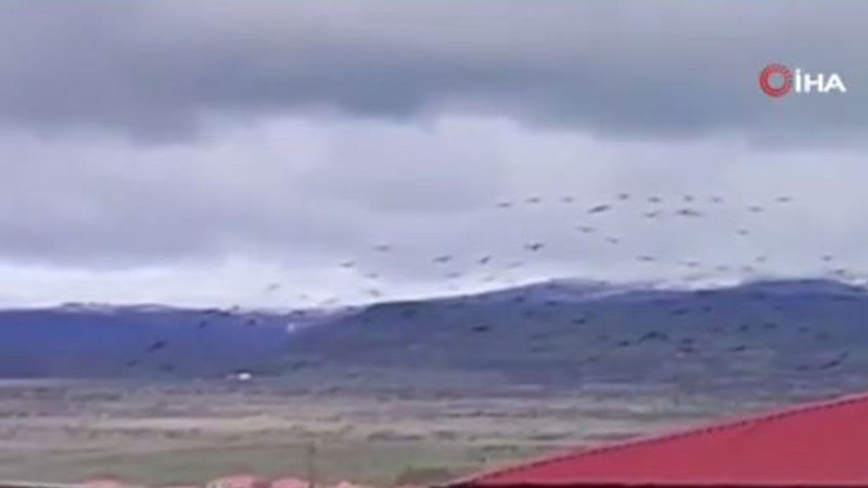 Elazığ'da 1 tanesini bile görmek çok nadirken 100'lercesi sürü halinde giriş yaptı. O hayvanı görmek giderek zorlaşacak - Resim: 1