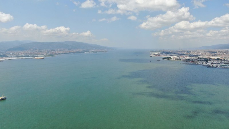 İzmit'te bir anda ortaya çıkan hayvan büyük şaşkınlık yarattı. 1 tanesi gelmişti. Normalde Mersin'de görülüyordu - Resim: 4