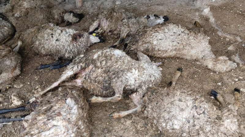 Tunceli'de 100'lerce hayvanın olduğu ahırda pıt diye bir panik yaşandı! Ahırın içerisine girince korkunç manzarayı gördü - Resim: 3