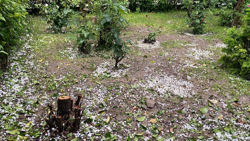 Denizli’de 1000'lercesi yeşil yeşil doğada erkenden kafasını kaldırmıştı. Yaşanan olay doğada onu seven herkesi üzecek - Resim: 1
