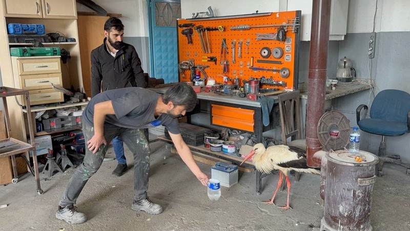 Karabük'te 1 tanesini yol kenarında hareketsiz şekilde dururken gördü. 1 tane hayvanın yanına yaklaştığında fark ettiği detayla hemen harekete geçti - Resim: 1