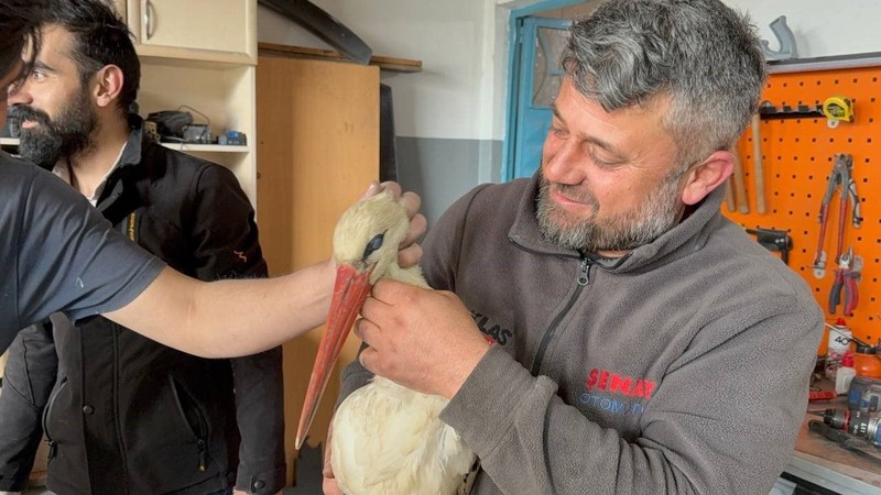 Karabük'te 1 tanesini yol kenarında hareketsiz şekilde dururken gördü. 1 tane hayvanın yanına yaklaştığında fark ettiği detayla hemen harekete geçti - Resim: 2