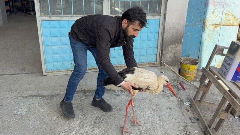 Karabük'te 1 tanesini yol kenarında hareketsiz şekilde dururken gördü. 1 tane hayvanın yanına yaklaştığında fark ettiği detayla hemen harekete geçti - Resim: 3