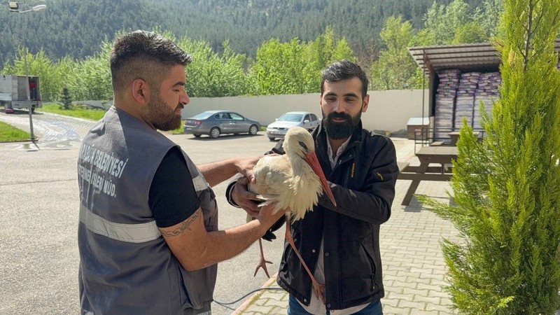 Karabük'te 1 tanesini yol kenarında hareketsiz şekilde dururken gördü. 1 tane hayvanın yanına yaklaştığında fark ettiği detayla hemen harekete geçti - Resim: 4