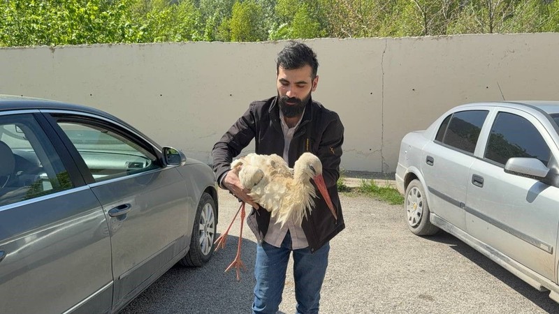 Karabük'te 1 tanesini yol kenarında hareketsiz şekilde dururken gördü. 1 tane hayvanın yanına yaklaştığında fark ettiği detayla hemen harekete geçti - Resim: 5