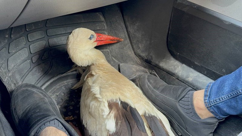 Karabük'te 1 tanesini yol kenarında hareketsiz şekilde dururken gördü. 1 tane hayvanın yanına yaklaştığında fark ettiği detayla hemen harekete geçti - Resim: 6