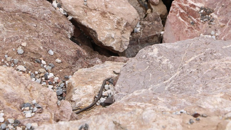 Hakkari'de yılın bu döneminde 1000'lercesi kayaların arasından çıkıyordu. Yetkililerden o hayvan hakkında resmi uyarı geldi - Resim: 1