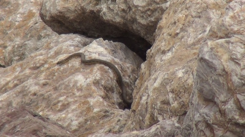 Hakkari'de yılın bu döneminde 1000'lercesi kayaların arasından çıkıyordu. Yetkililerden o hayvan hakkında resmi uyarı geldi - Resim: 5