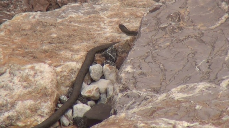Hakkari'de yılın bu döneminde 1000'lercesi kayaların arasından çıkıyordu. Yetkililerden o hayvan hakkında resmi uyarı geldi - Resim: 4