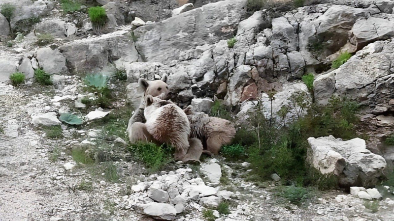 Doğada 1 tane hayvanı tek başına fark ettiler... 1 saat sonra 1 tane hayvana bakmaya geldiklerinde korkunç detayı gördüler - Resim: 2