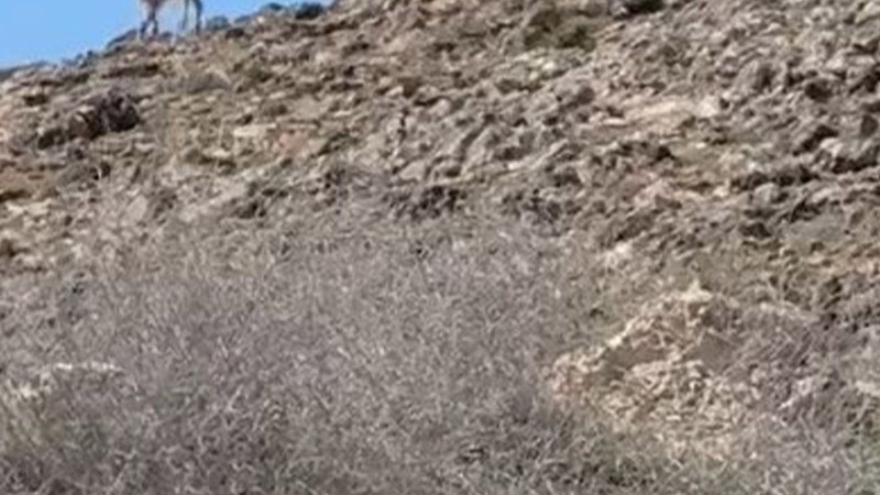 Elazığ'da doğada 2 tanesi birden ortaya çıktı. Her birine dokunmak 250.000... 2'sine dokunan 500.000'i hazır tutsun - Resim: 3