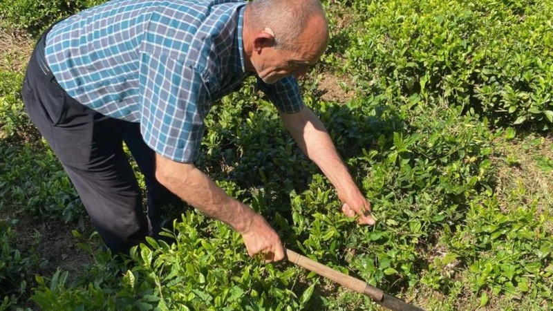 Artvin'de bahçede çaylar toplanırken bir anda çayların kökünden ortaya çıktı... 1 hamle yapan hayvan korkunç bir harekete imza attı - Resim: 4