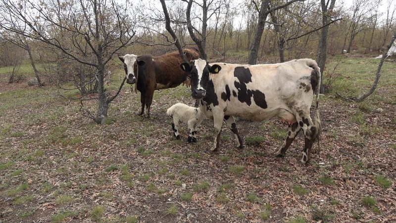 Yozgat’ta 1 tane inek yavrusunu kaybetmişti... Daha sonra 1 tane ineği kontrol etmeye giden sahibi hayvanın yaptığı hareketle resmen dondu kaldı - Resim: 2