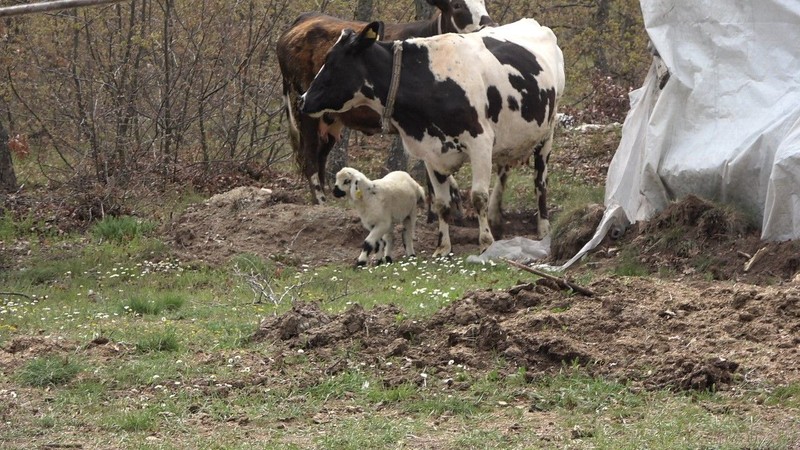 Yozgat’ta 1 tane inek yavrusunu kaybetmişti... Daha sonra 1 tane ineği kontrol etmeye giden sahibi hayvanın yaptığı hareketle resmen dondu kaldı - Resim: 3