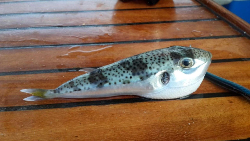 Hatay, Adana, Mersin üzerinden Kocaeli, Bursa, İstanbul'a doğru 50'şer 50'şer istilaya geçtiği söylenmişti! Muğla'da 1 tanesini görenler şaştı kaldı - Resim: 4