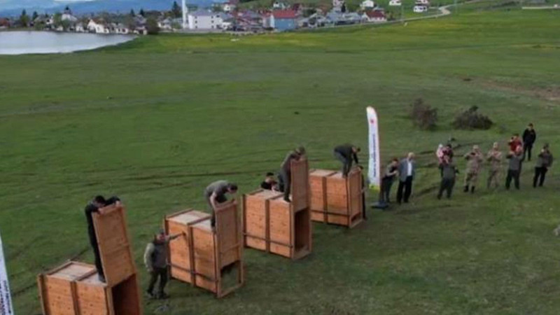 Samsun’dan Ordu'ya 4 tanesi kafesler içinde özel koruma ile getirildi. Daha sonra 4 tanesi doğaya salındı - Resim: 3