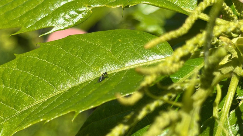 Samsun'da 40.000 tanesi teker teker doğaya salınacak... Doğa salındıktan 7 yıl sonra etkisini gösterecek - Resim: 2