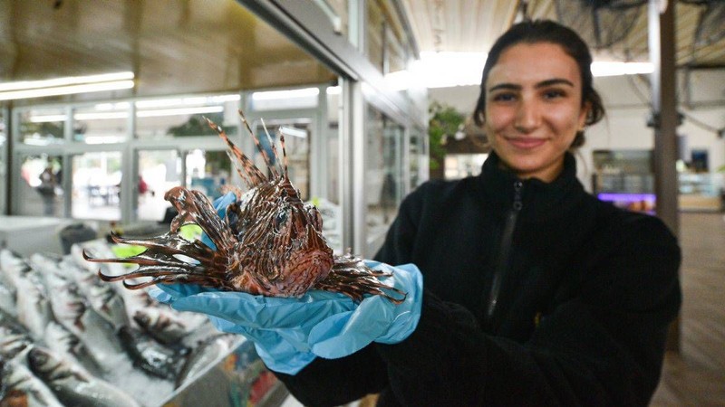 İskenderun, Adana, Mersin'den çıktı, İzmir'de 10'ar 10'ar görülmeye başlandı! Büyük istilacının şimdiki hedefi ise Marmara'ya akın akın girmek - Resim: 5