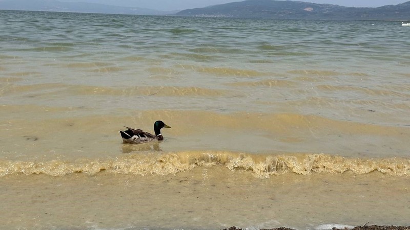 İznik gölünden gelen görüntüler endişelendirdi - Resim: 3