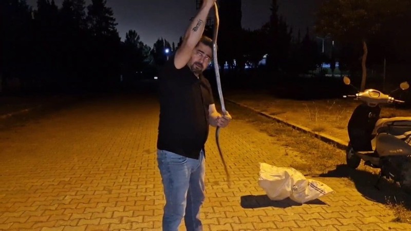 Hatay'da sıcak basınca ortaya çıktı. Gaziantep, Şanlıurfa, Kilis, Adana, Osmaniye ve Mersin her an o 1,5 metrelik hayvan sizde istila başlatabilir - Resim: 2