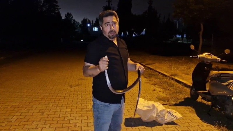 Hatay'da sıcak basınca ortaya çıktı. Gaziantep, Şanlıurfa, Kilis, Adana, Osmaniye ve Mersin her an o 1,5 metrelik hayvan sizde istila başlatabilir - Resim: 3