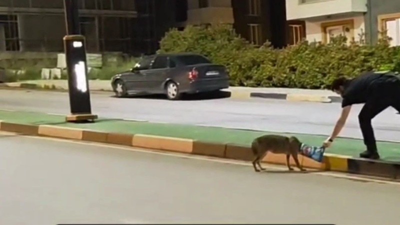 Karabük’te 1 tane hayvanı korkunç bir şekilde gördü. Refüjün başında kafasında onunla çaresizce bekliyordu - Resim: 1