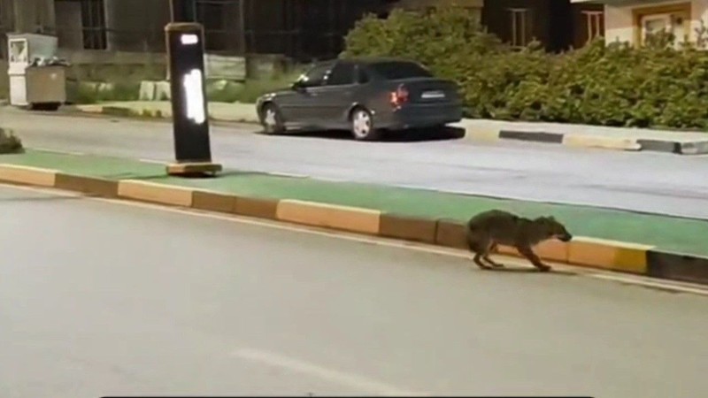 Karabük’te 1 tane hayvanı korkunç bir şekilde gördü. Refüjün başında kafasında onunla çaresizce bekliyordu - Resim: 2
