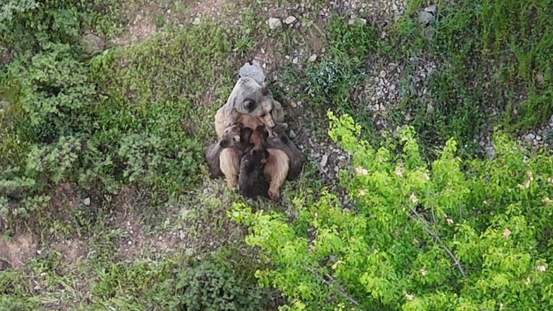 Tunceli'de doğa fotoğrafçılığı yapan vatandaşın çalılıkların arasında bir anda o detay gözüne çarptı. Toplamda sayınca 3 tanesi vardı - Resim: 1