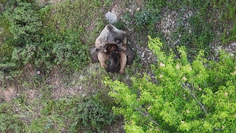 Tunceli'de doğa fotoğrafçılığı yapan vatandaşın çalılıkların arasında bir anda o detay gözüne çarptı. Toplamda sayınca 3 tanesi vardı - Resim: 2