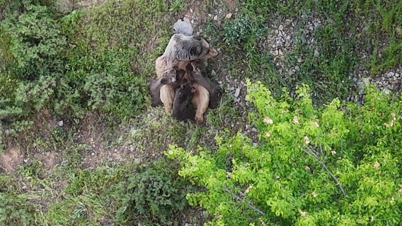Tunceli'de doğa fotoğrafçılığı yapan vatandaşın çalılıkların arasında bir anda o detay gözüne çarptı. Toplamda sayınca 3 tanesi vardı - Resim: 3