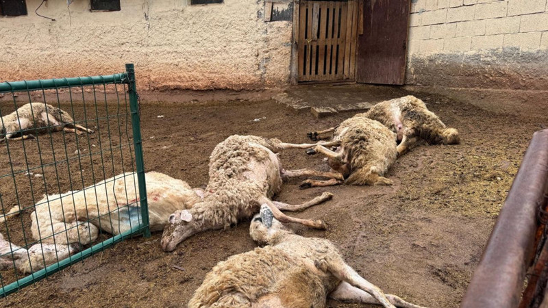 Kırıkkale'de 22 koyunun olduğu ahıra giren vatandaş, içeride gördüğü korkunç manzara sonrasında acilen yetkilileri aradı - Resim: 2