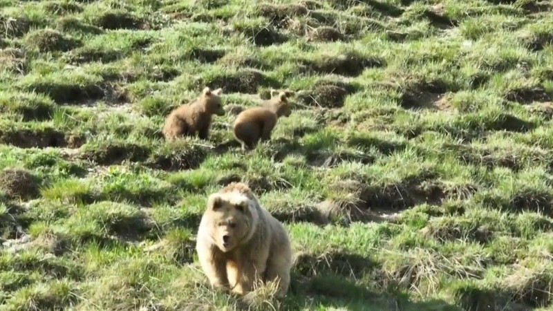 Erzincan'da 500'den fazla koyununu otlatan çoban bir anda çalılıkların arasında 1 tanesi ve yanındaki 2 detayı resmen fark etti - Resim: 5