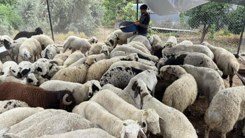 Adana'da 10.000'lerce koyun tek tek görücüye çıktı. Koyunlar hakkında flaş uyarı da yapıldı: "Karnında onu görürseniz uzak durun" - Resim: 1