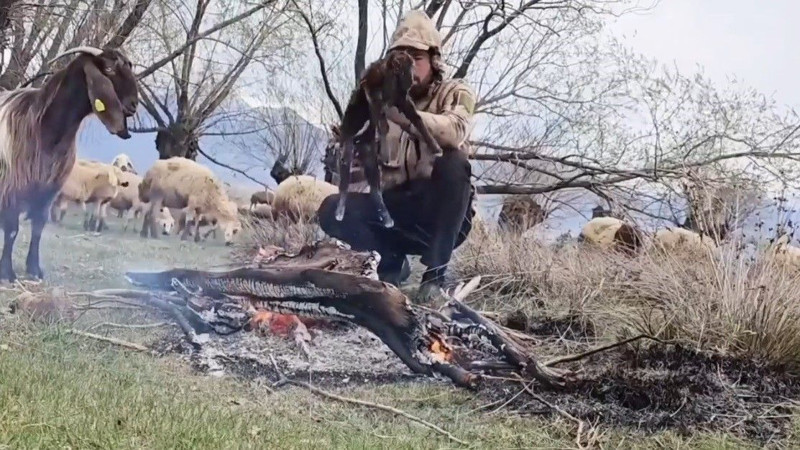 Erzincan'da 500'den fazla koyununu otlatmaya çıkaran çoban, koyunları otlatırken aniden sürpriz bir  doğa olayı yaşandı! Sadece 1 tane hayvan için bunu yaptı - Resim: 2