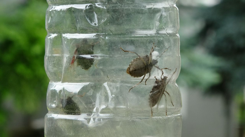 Ordu'da haftada 300.000 ile çoğalan istilacı hayvana karşı yeni çözüm bulundu! 300.000 tane ile çoğalan hayvanın canlısını getiren tane başı 1'i alıp gidecek - Resim: 2