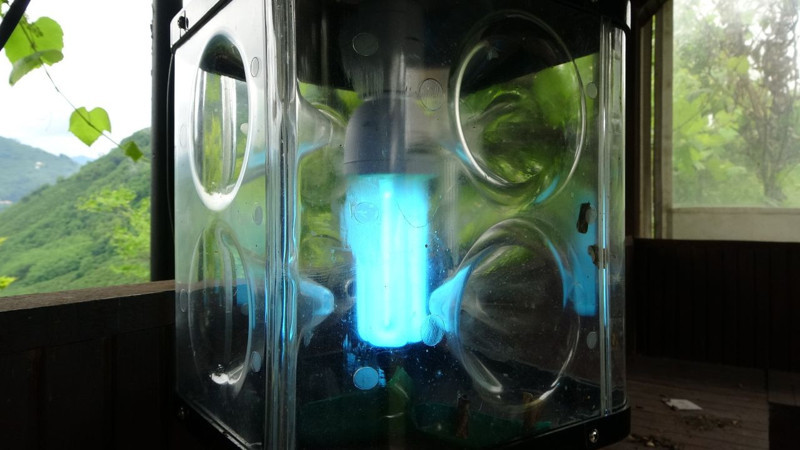 Ordu'da haftada 300.000 ile çoğalan istilacı hayvana karşı yeni çözüm bulundu! 300.000 tane ile çoğalan hayvanın canlısını getiren tane başı 1'i alıp gidecek - Resim: 4