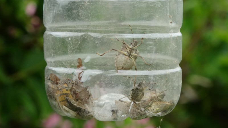 Ordu'da haftada 300.000 ile çoğalan istilacı hayvana karşı yeni çözüm bulundu! 300.000 tane ile çoğalan hayvanın canlısını getiren tane başı 1'i alıp gidecek - Resim: 5