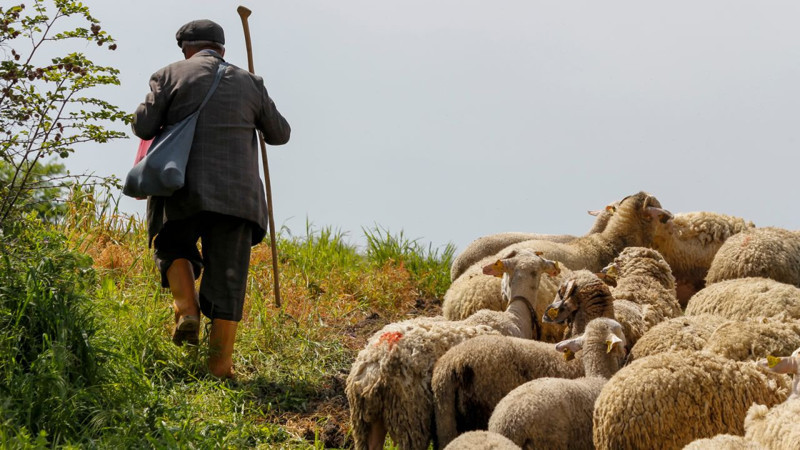 Kars’ta 200'lerce koyunu otlatmaya çıkaran çoban kayalıklara doğru gittiğinde korkunç bir şey oldu. 200'lerce bir anda kafasını aynı anda kayalıklara çevirdi - Resim: 1