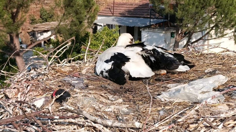 Ayağına ip dolanan hayvanın can çekiştiğini gören vatandaşlar hemen müdahale etti. Yoksa kangren olacaktı - Resim: 4
